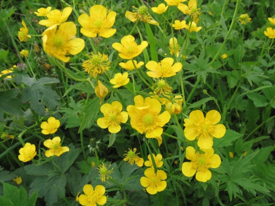 Ranunculus Acris Лютик едкий