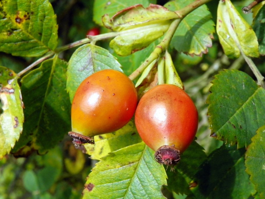 Боярышник и ругоза