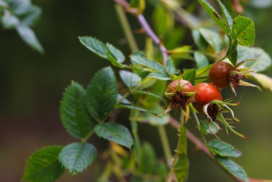 Rosa glauca (роза Глаука)