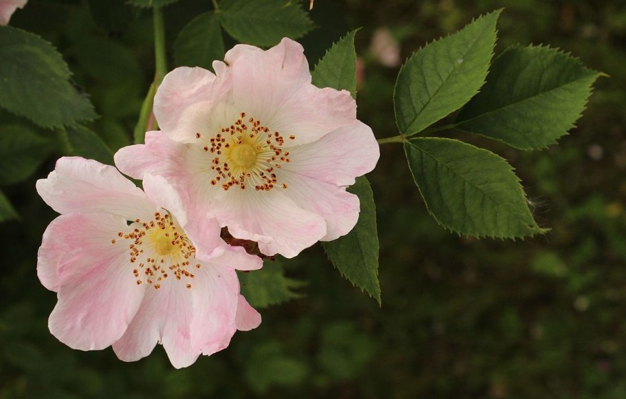 Роза ругоза канина