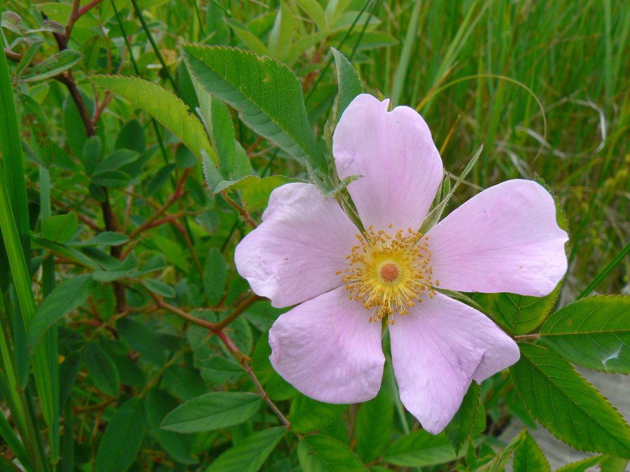 Роза сизая – Rosa rubrifolia