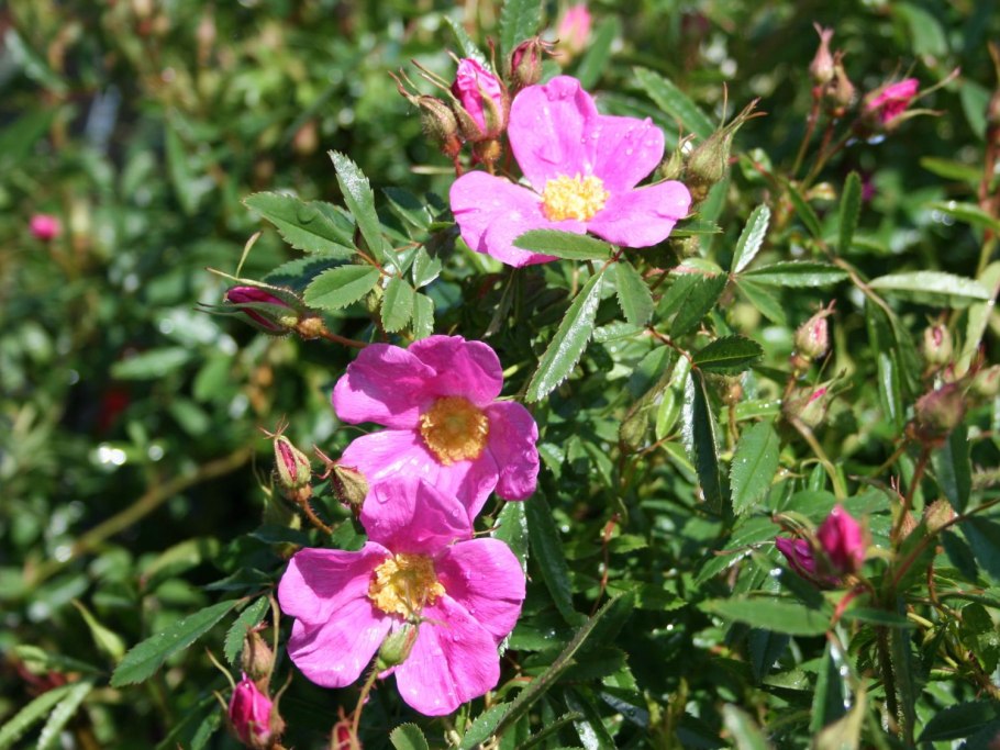 Роза блестящая кустарник