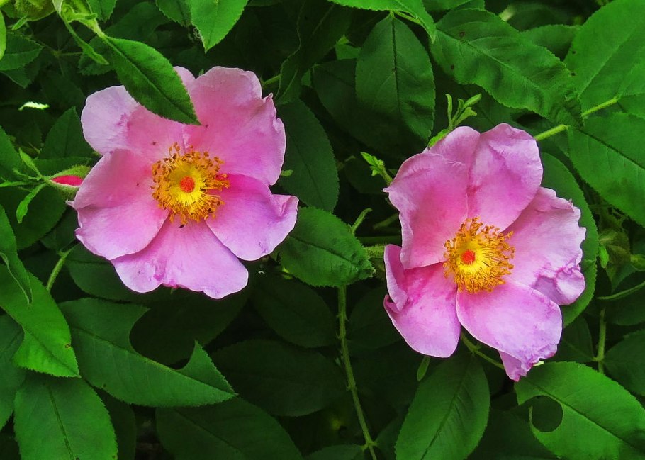 Вирджиния (Virginia) роза