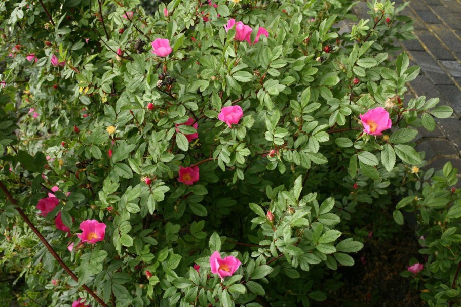 Роза блестящая nitida