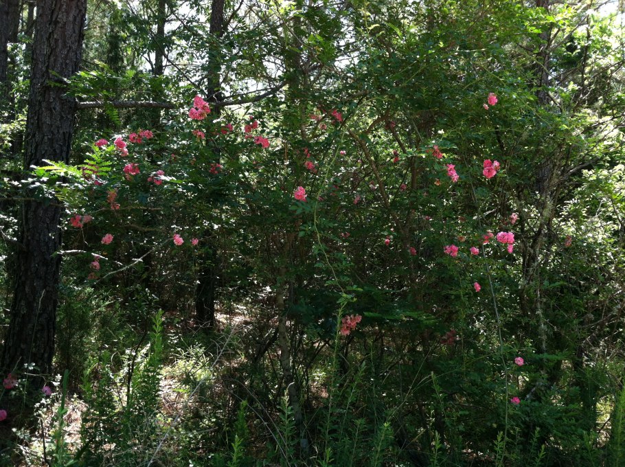 Роза виргинская,плоды съедобны