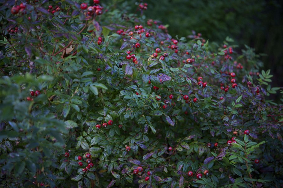 Роза виргинская