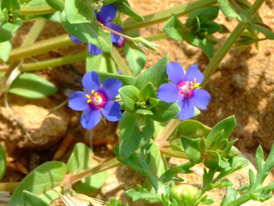 Очный цвет полевой (Anagallis arvensis)