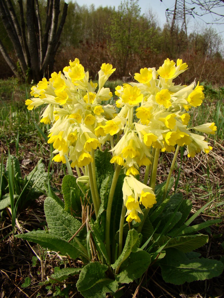 Первоцвет Палласа
