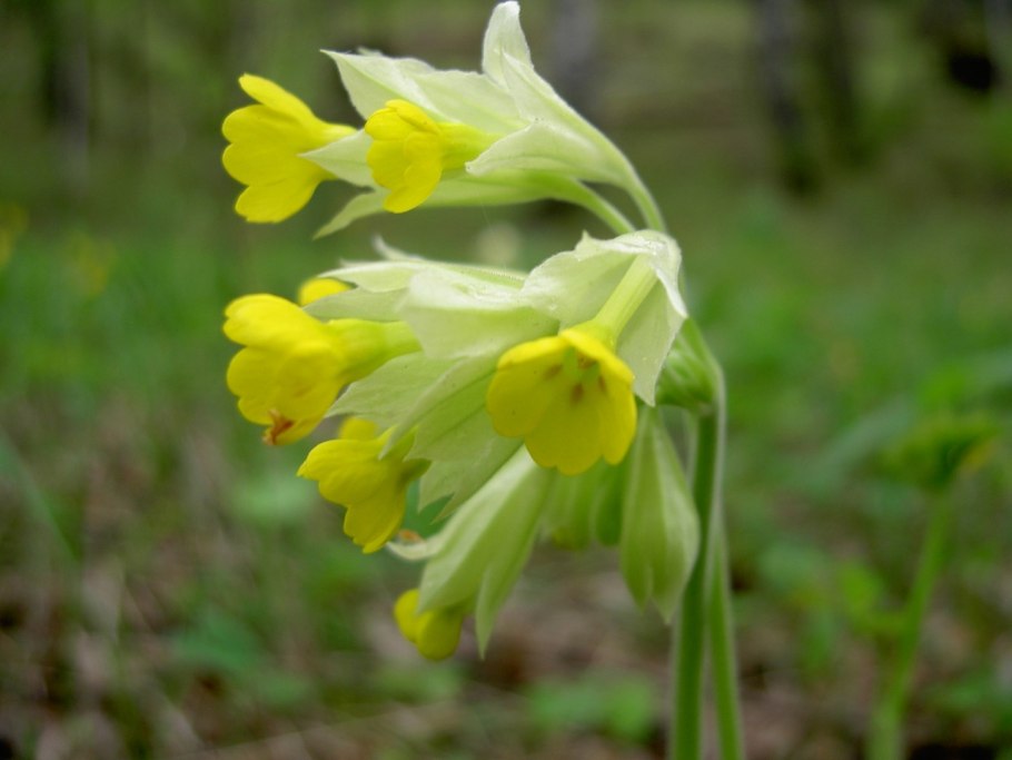 Примула Франциска