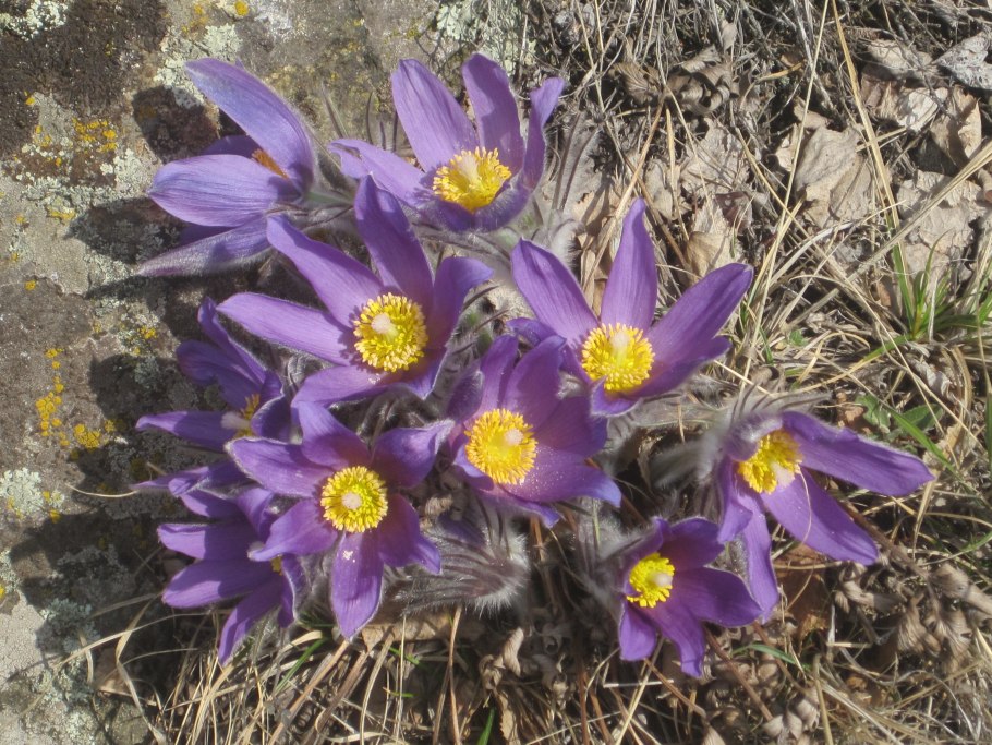 Растения семейства Первоцветные