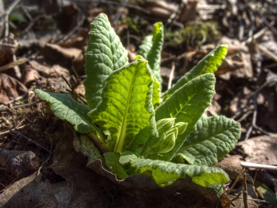 Первоцвет весенний ботаника