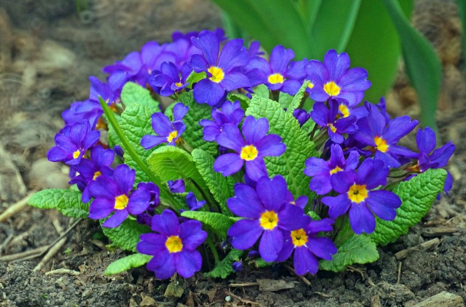 Примула Кэти макспаррон