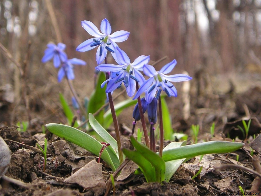 Первоцветы пушкиния