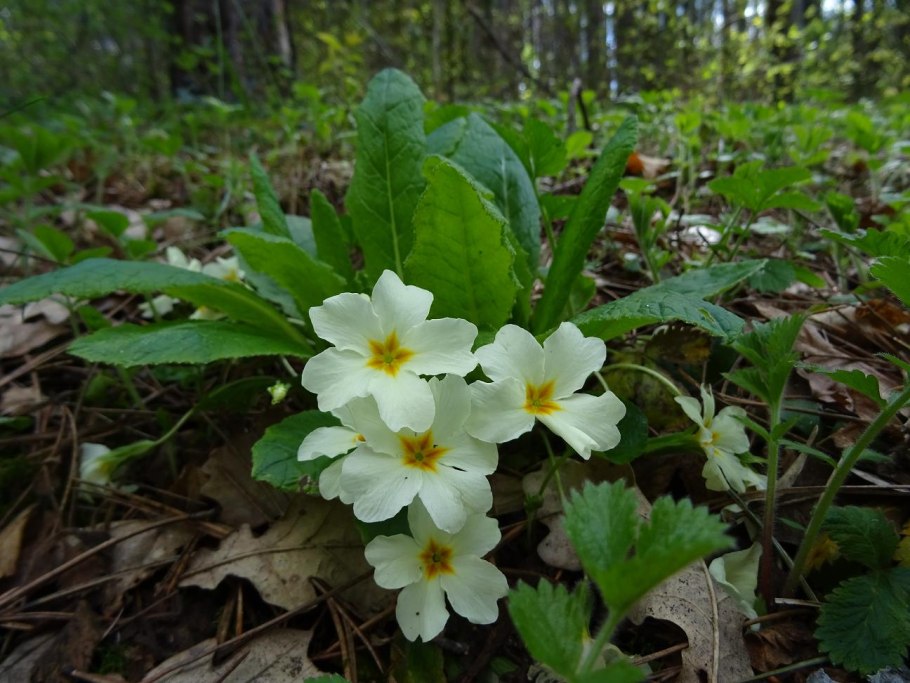 Лечебные свойства примулы