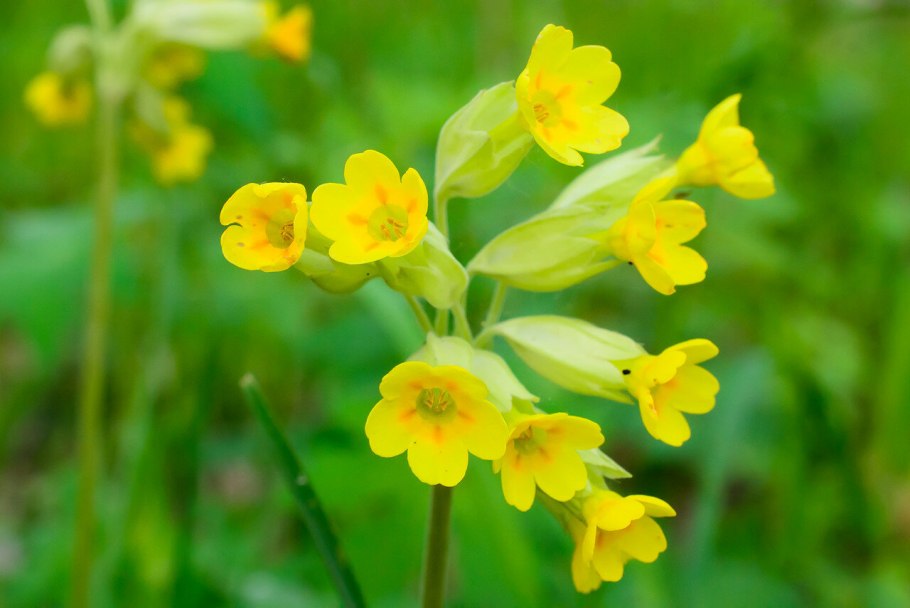 Примула Ванда