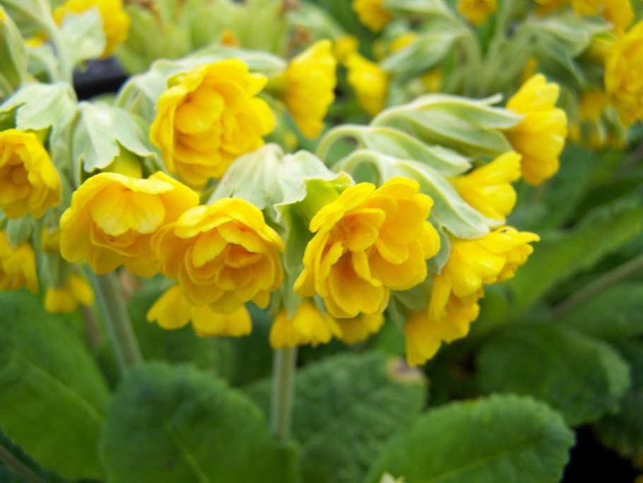 Примула интермедиа