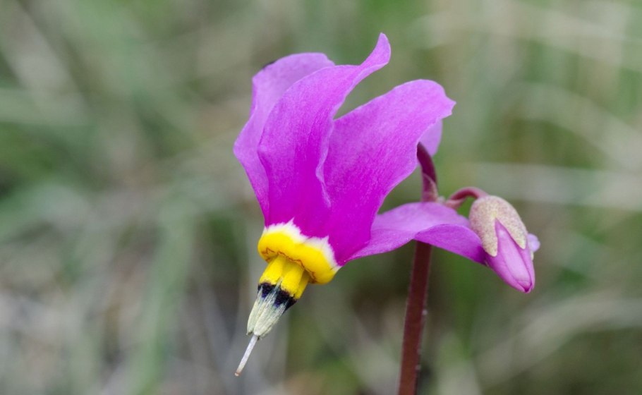 Примула первоцвет весенний