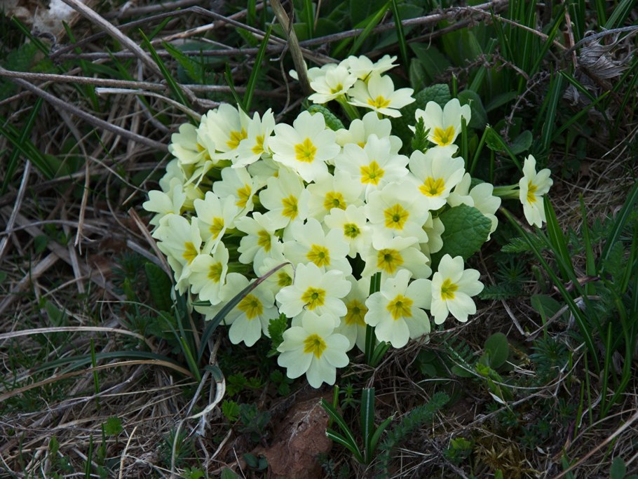 Примула многоцветковая