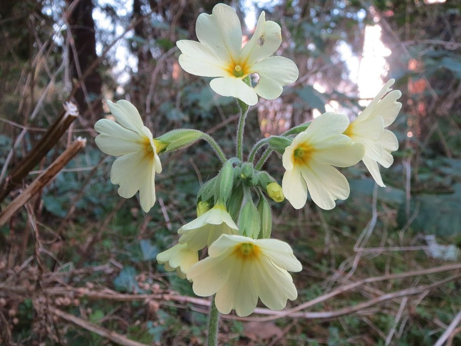 Первоцвет весенний корневища