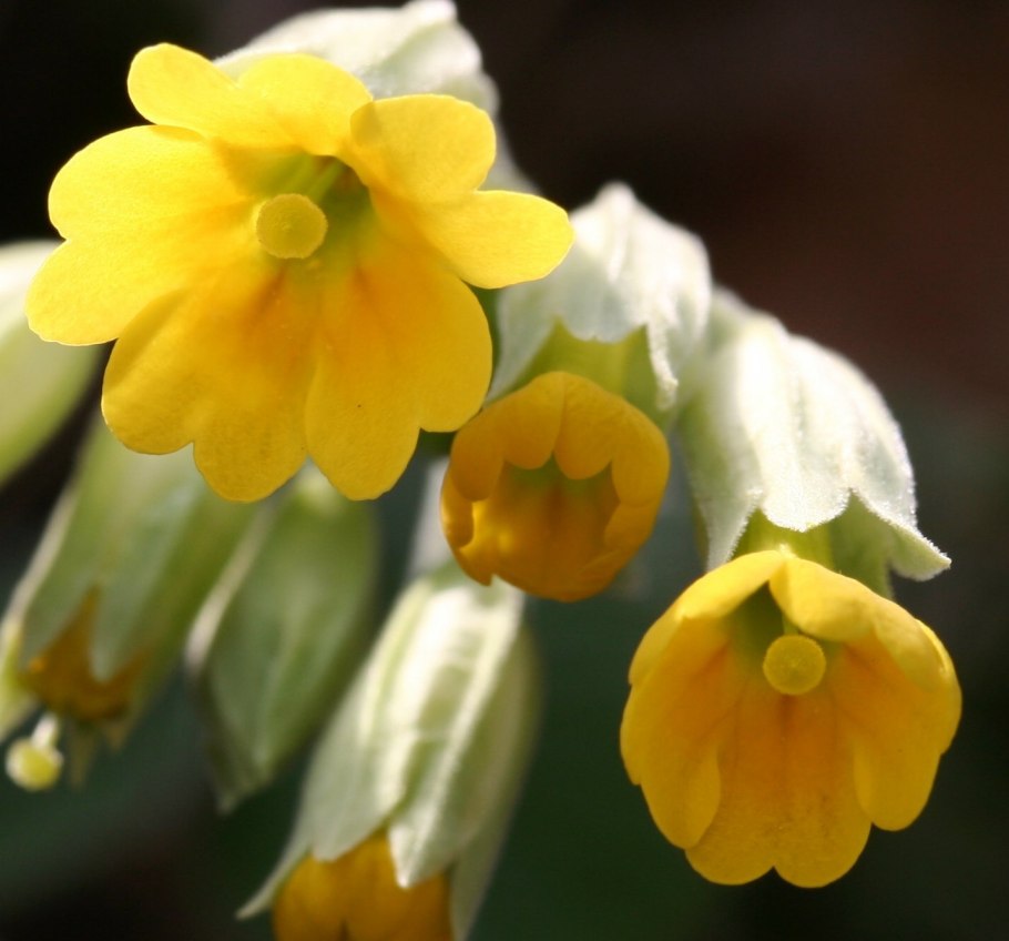 Пролеска Сибирская (Сцилла)