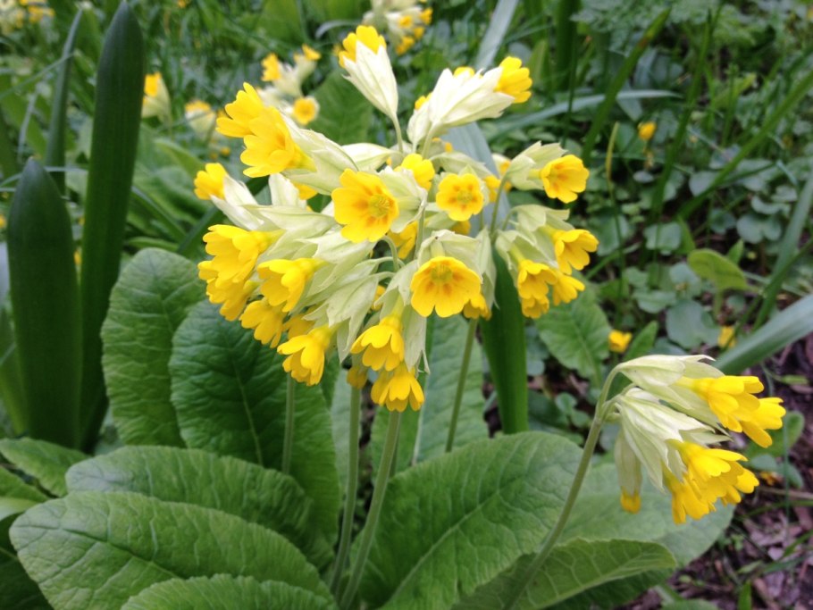 Примула первоцвет