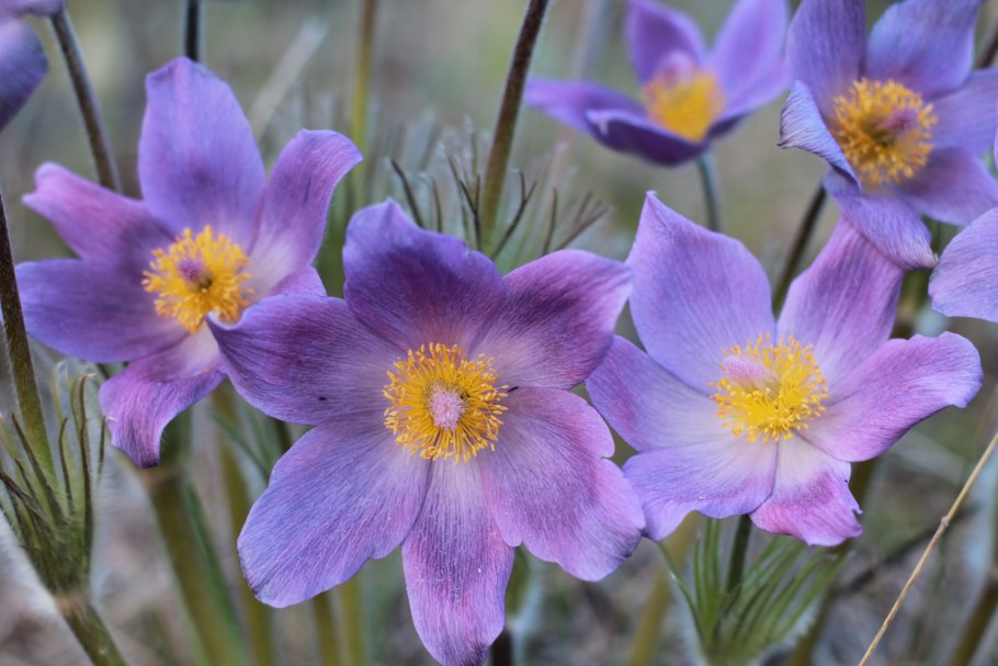 Чистяк весенний (Ranunculus ficaria)