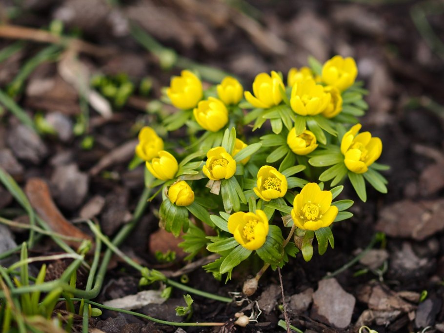 Первоцвет весенний