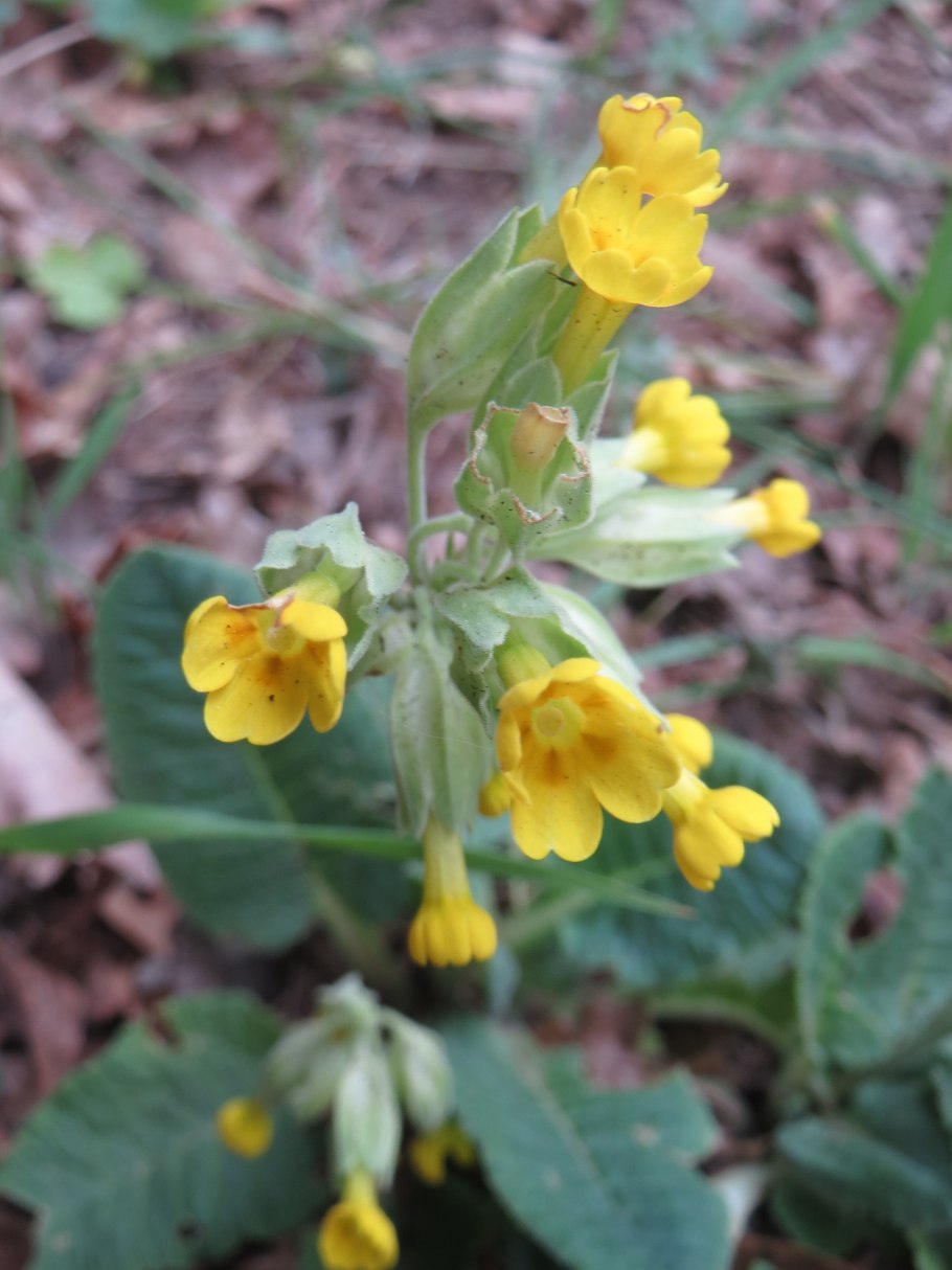 Первоцвет крупночашечный примула