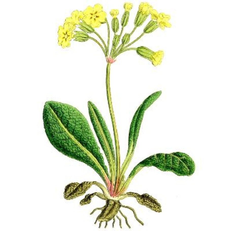 Первоцвет весенний лекарственный примула