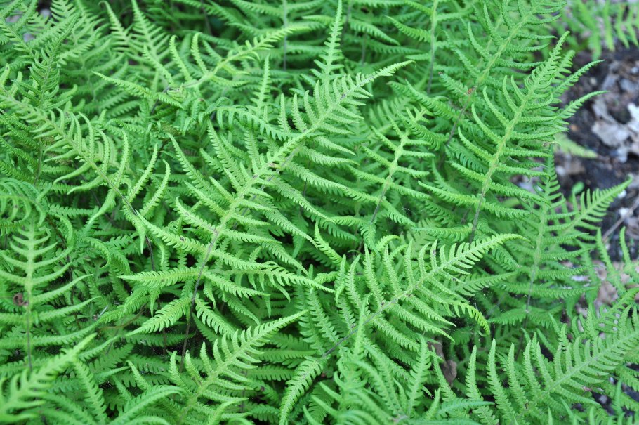 Phegopteris connectilis