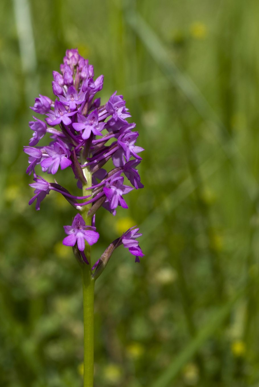 Ятрышник трехзубчатый Orchis tridentata