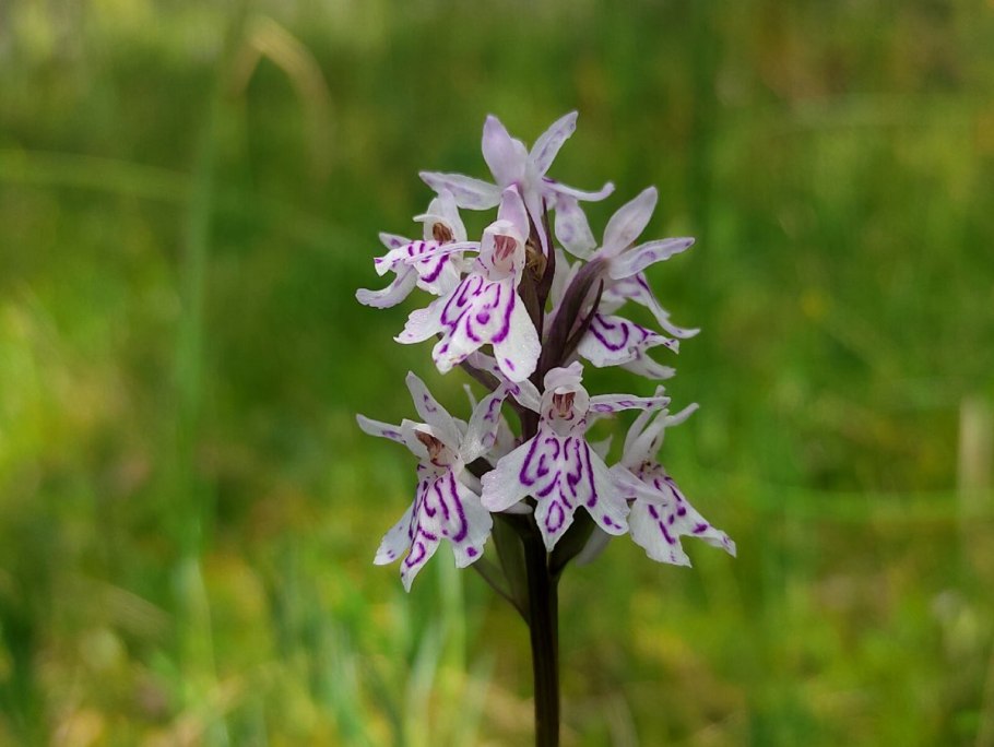 Ятрышник Пальчатокоренник