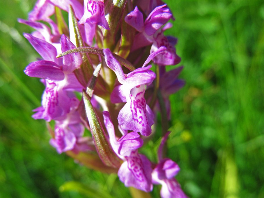 Orchis militaris