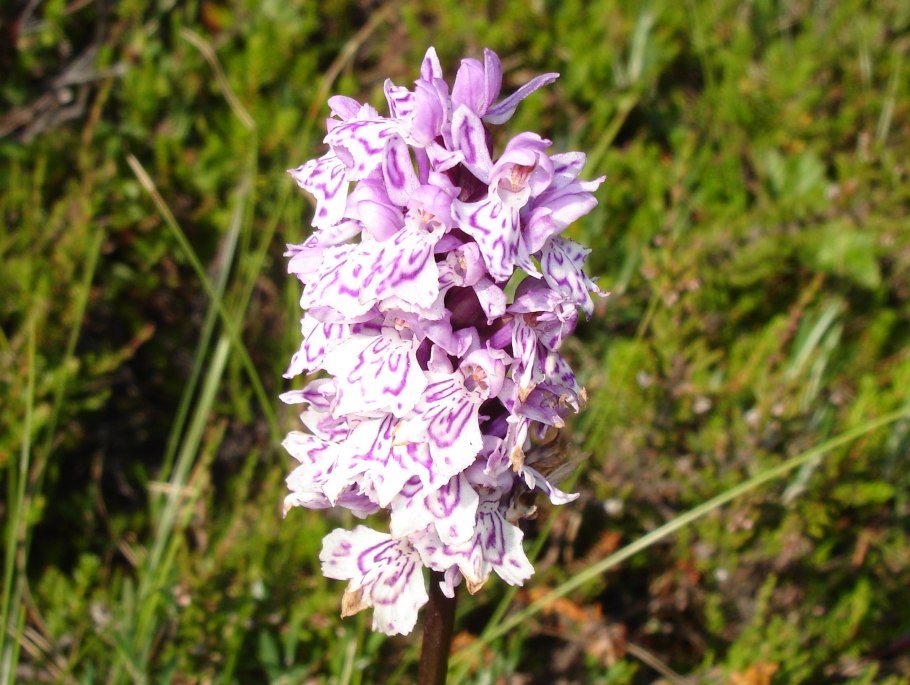 Ятрышник пятнистый