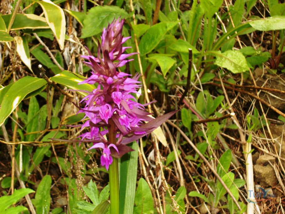 Пальчатокоренник пятнистый (Dactylorhiza maculata).