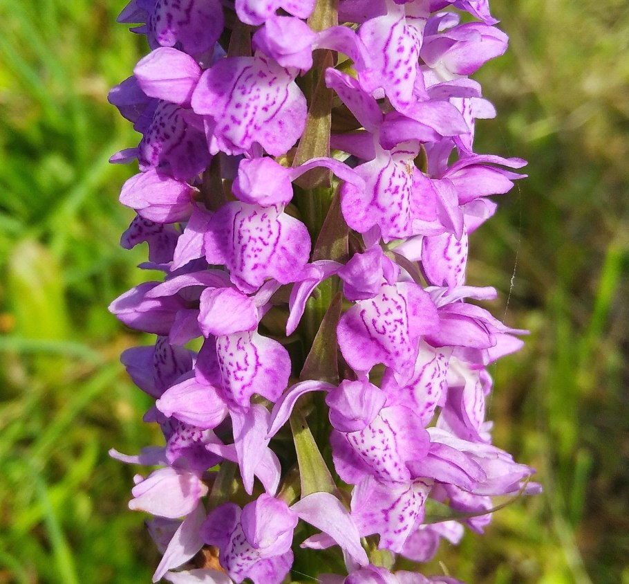Ятрышник Стевена гербарий Крым