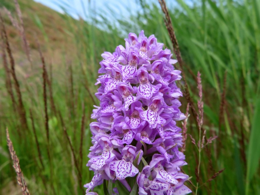 Ятрышник соцветие