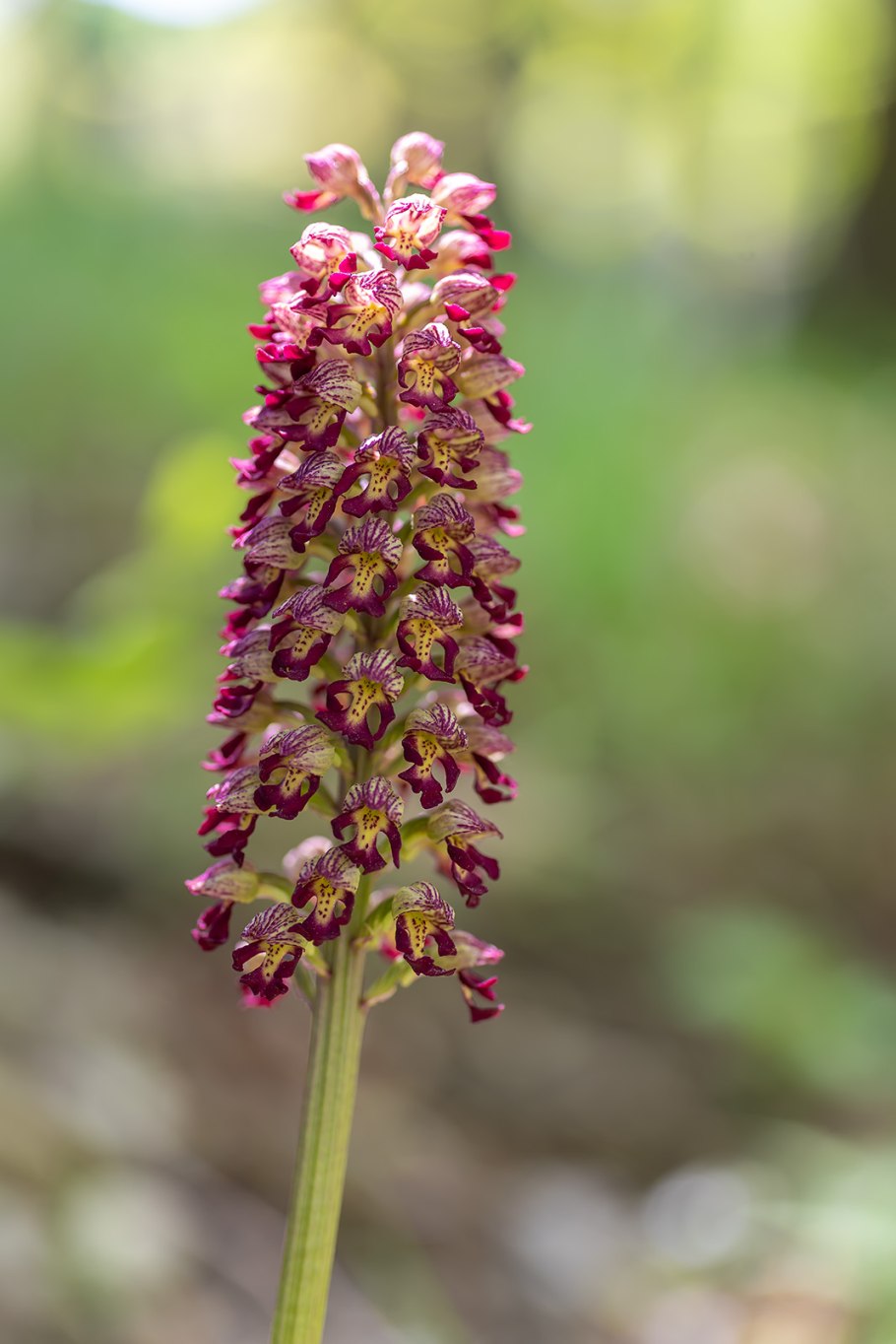 Orchis militaris