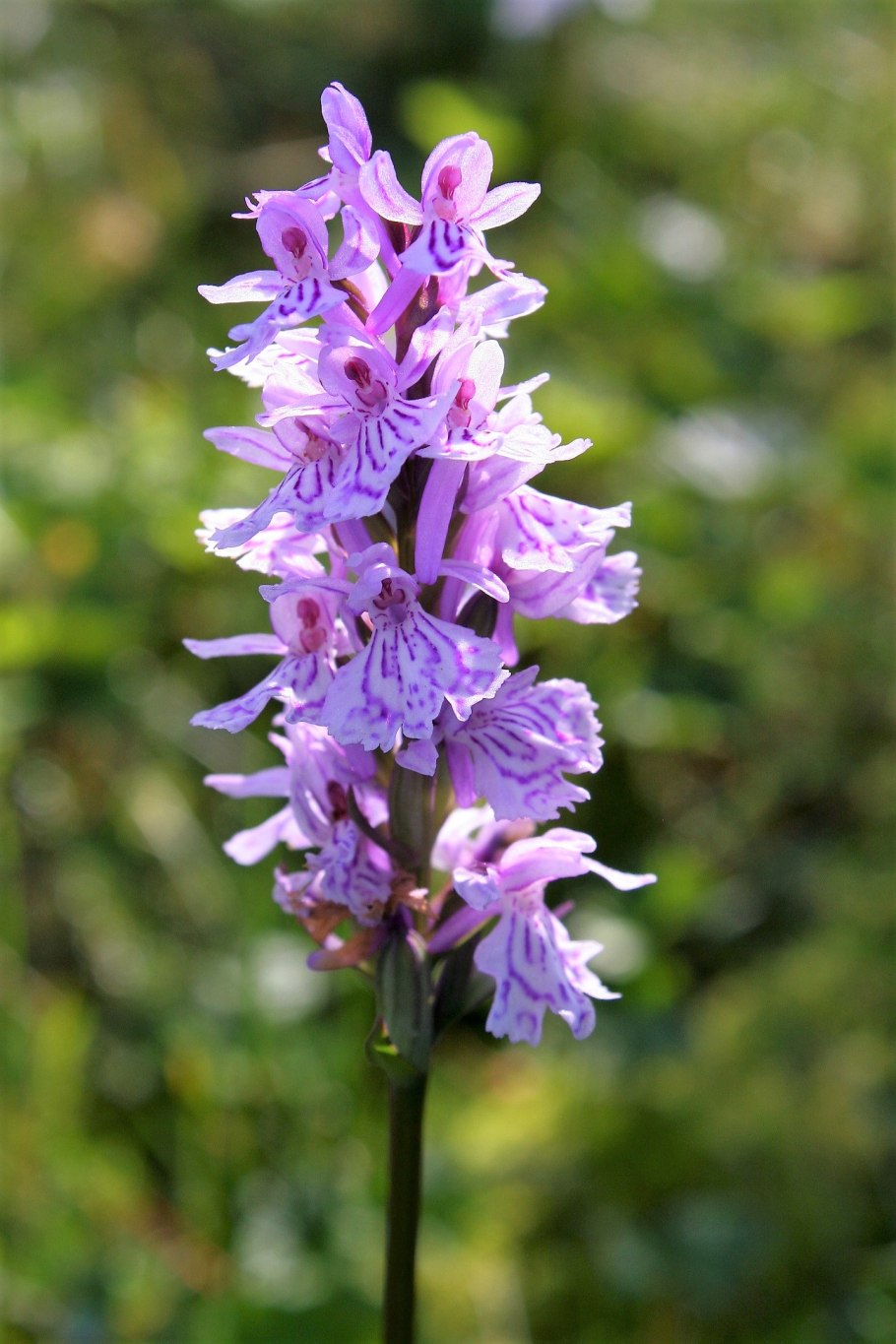 Ятрышник Пальчатокоренник пятнистый