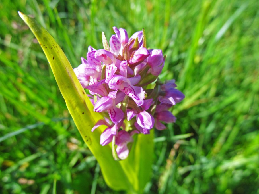Анакамптис пирамидальный