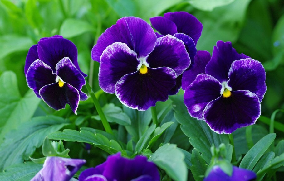 Гвоздика турецкая