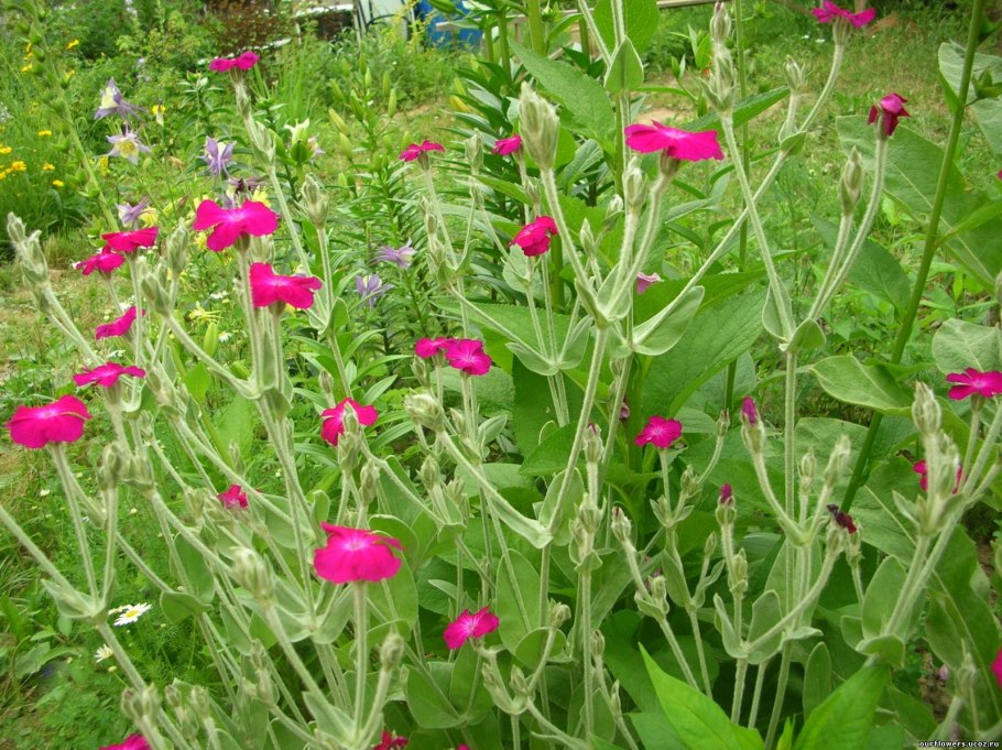 Виола витрокашверцарские гиганты