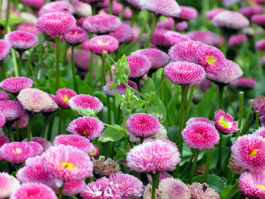 Колокольчик средний двулетник