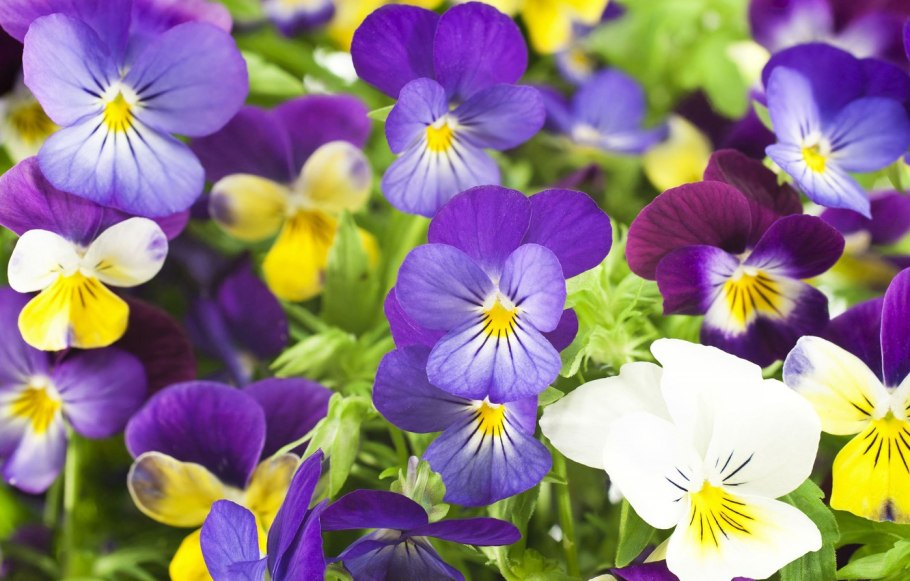 Систематика паслен черный