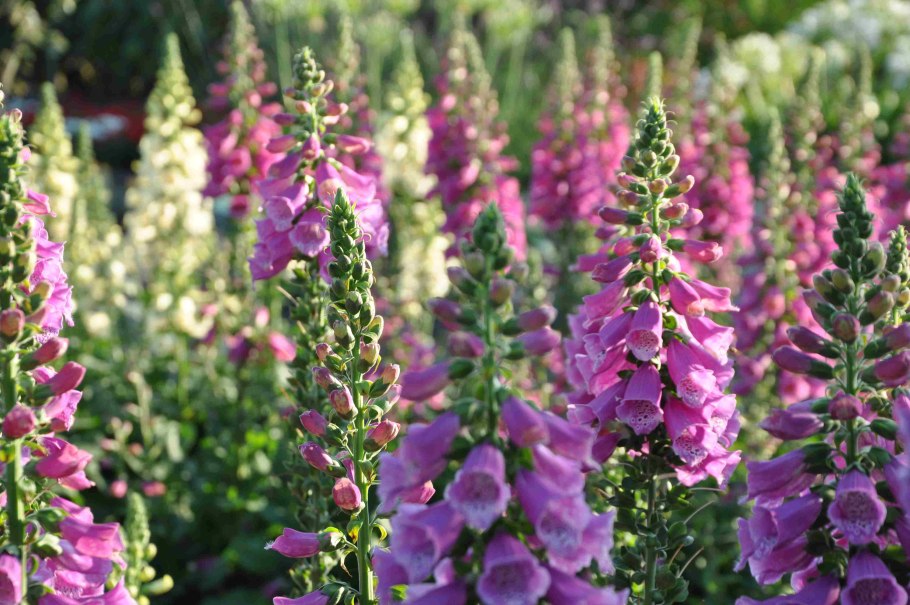 Анютины глазки фуксия