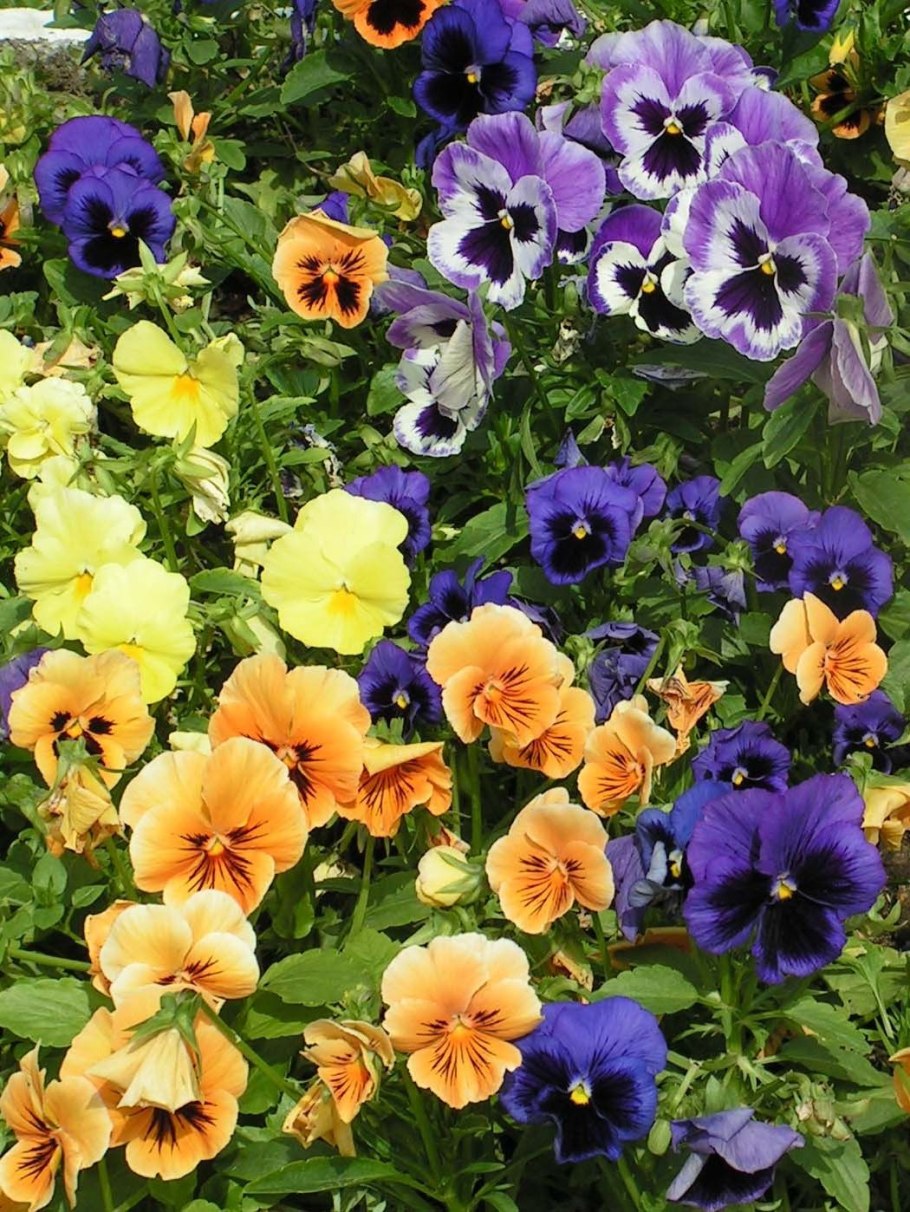 Кампанула Блауранка