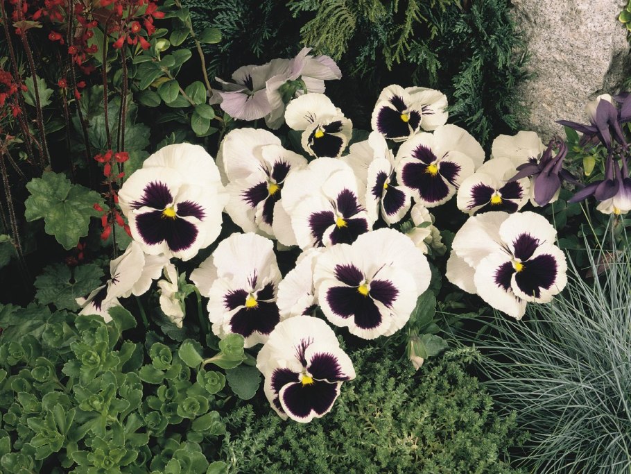 Маргаритка помпонная