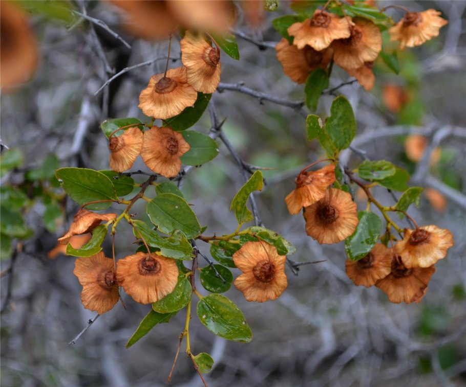Paliurus spina-Christi