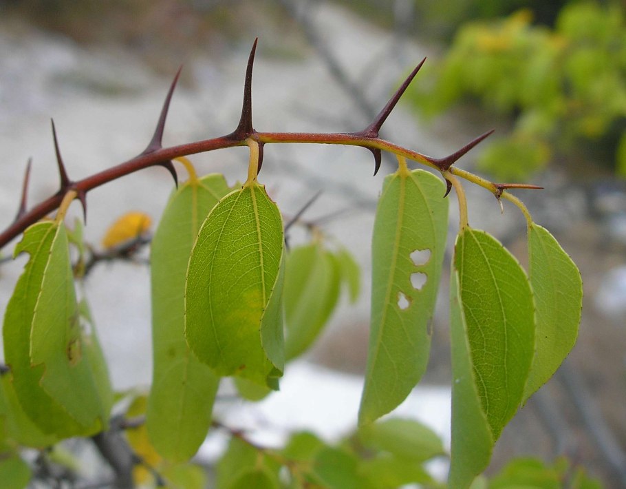 Палиурус или держидерево