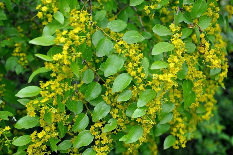 Палиурус или держидерево